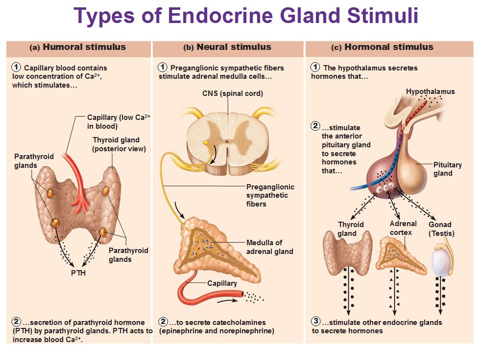 endocrine-gland-stimuli-humoral-neural-and-hormonal-stimulus