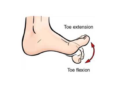 Toe Extension and toe flexion